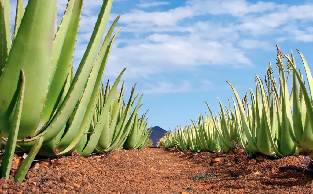 Benefits of aloe vera plant at your home