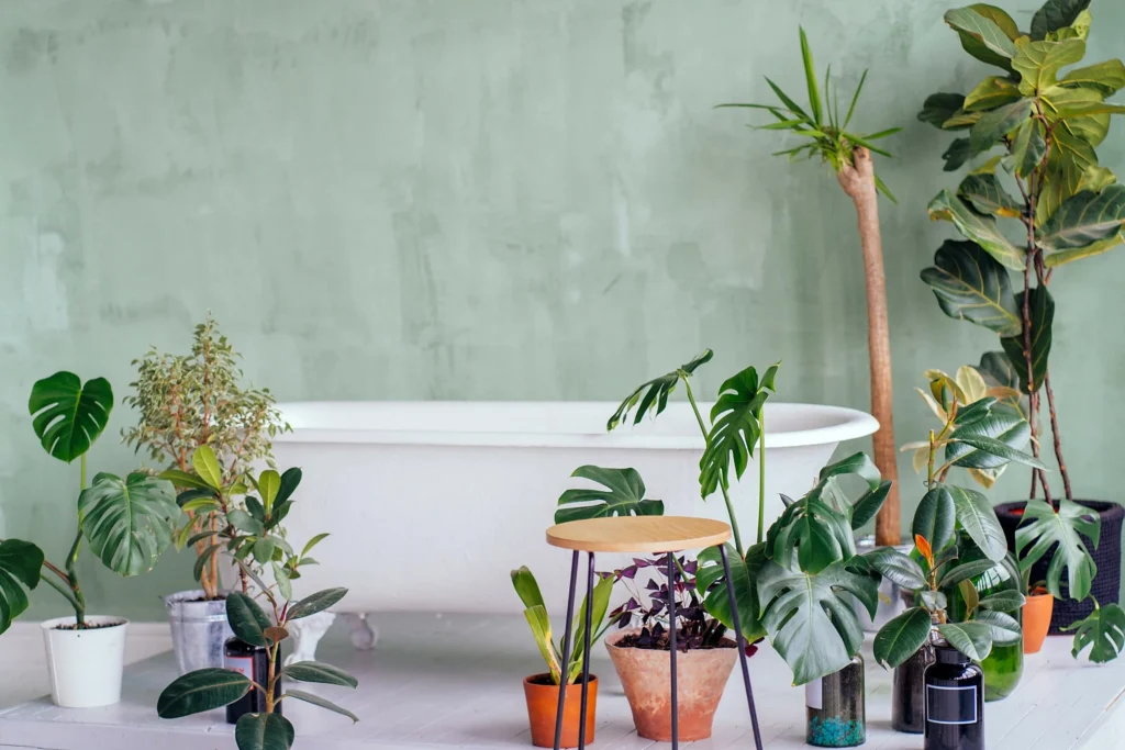 Which Plant is Best for Your Home